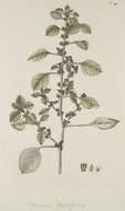 Image of Forsskaolea tenacissima L.