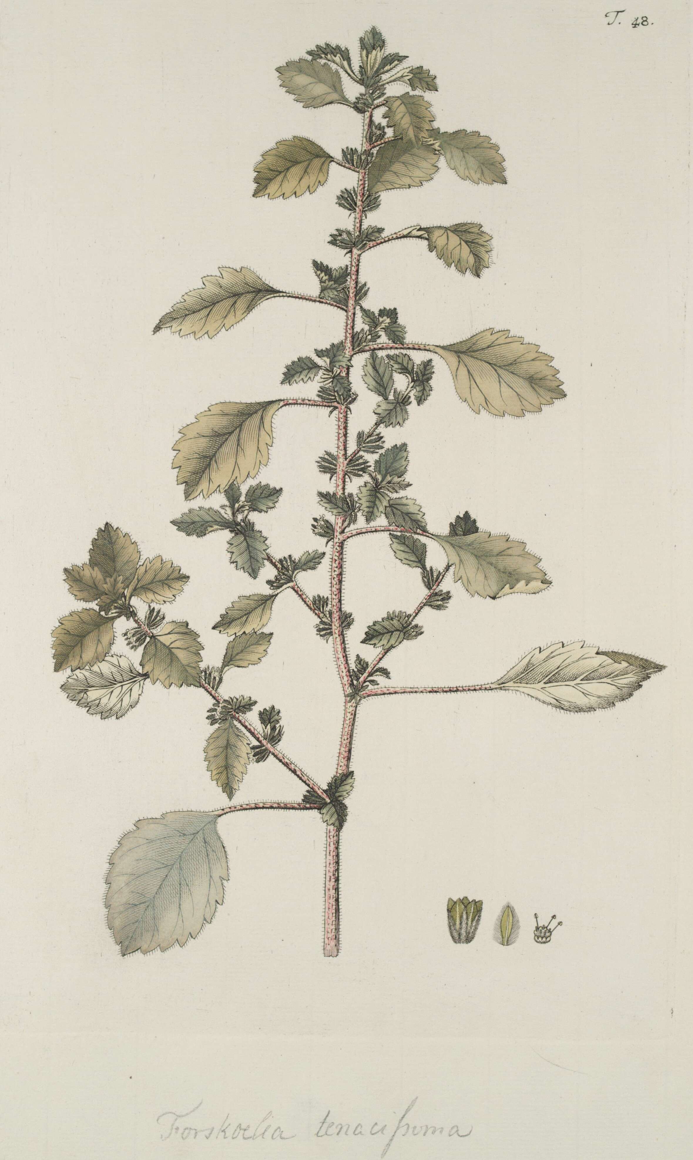 Image de Forsskaolea tenacissima L.