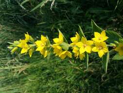 Image of Dotted Loosestrife