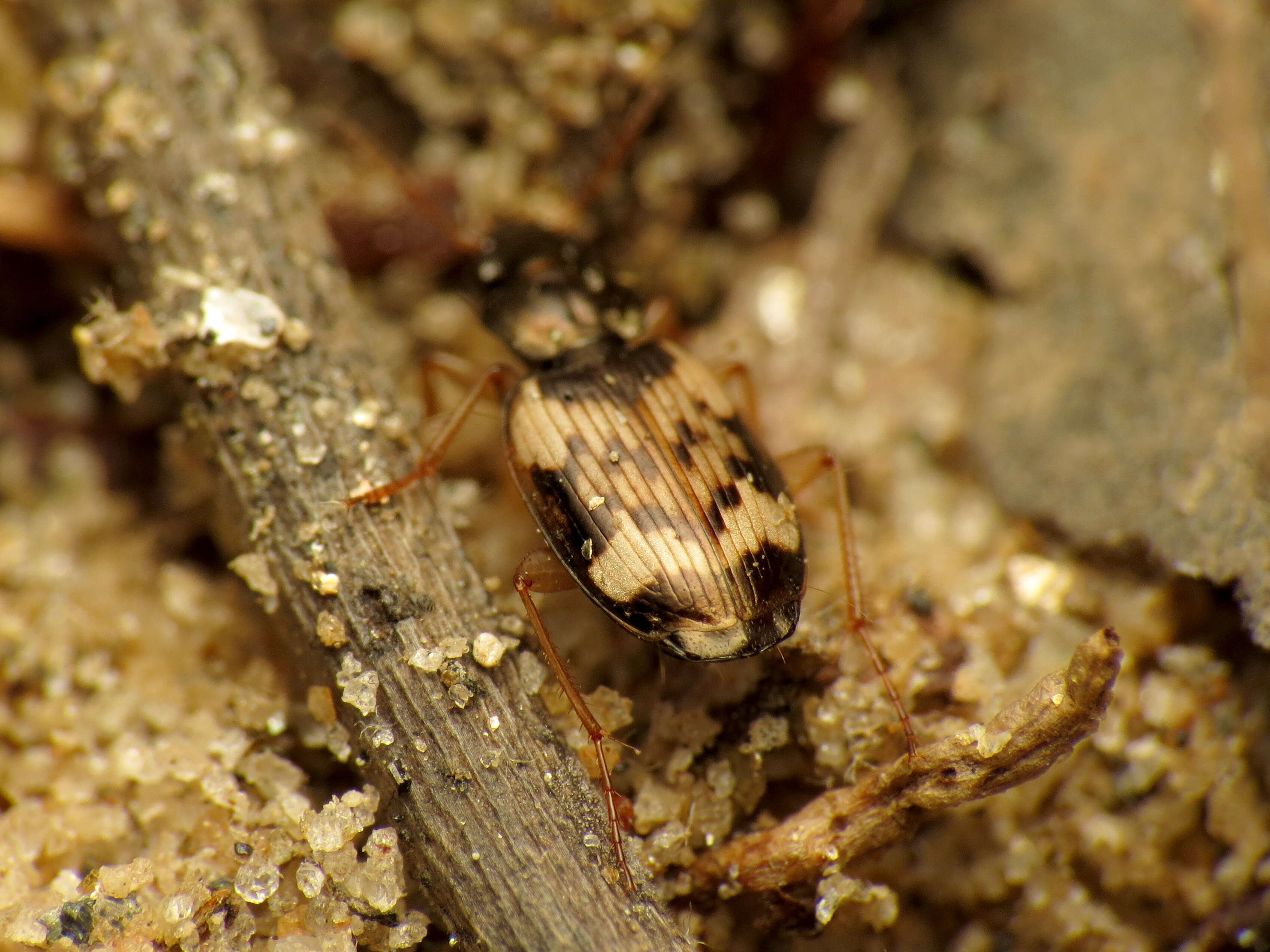 Image of Tetragonoderus (Tetragonoderus) fasciatus (Haldeman 1843)