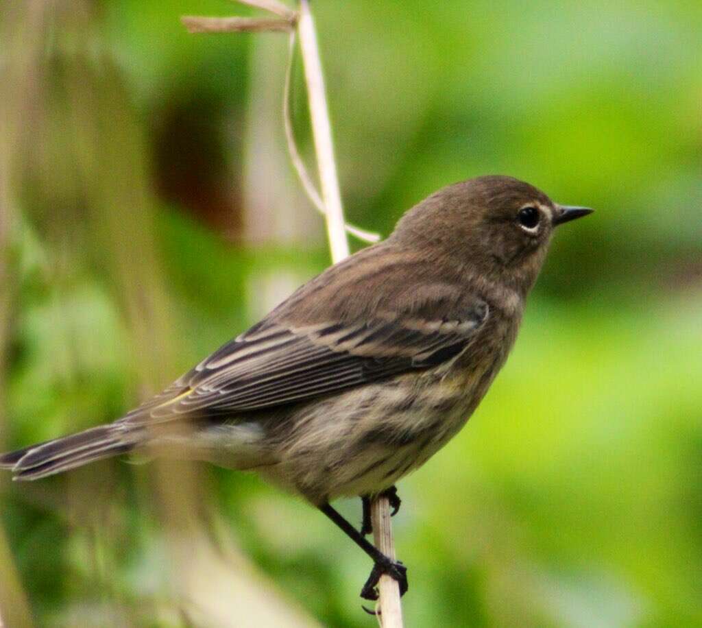 Image of Myrtle Warbler