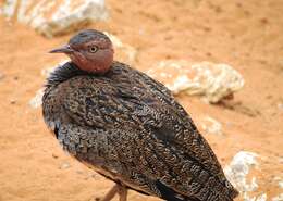 Image of Buff-crested Bustard