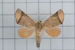 Image of Carea varipes Walker 1856