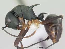 Image de Polyrhachis hippomanes Smith 1861