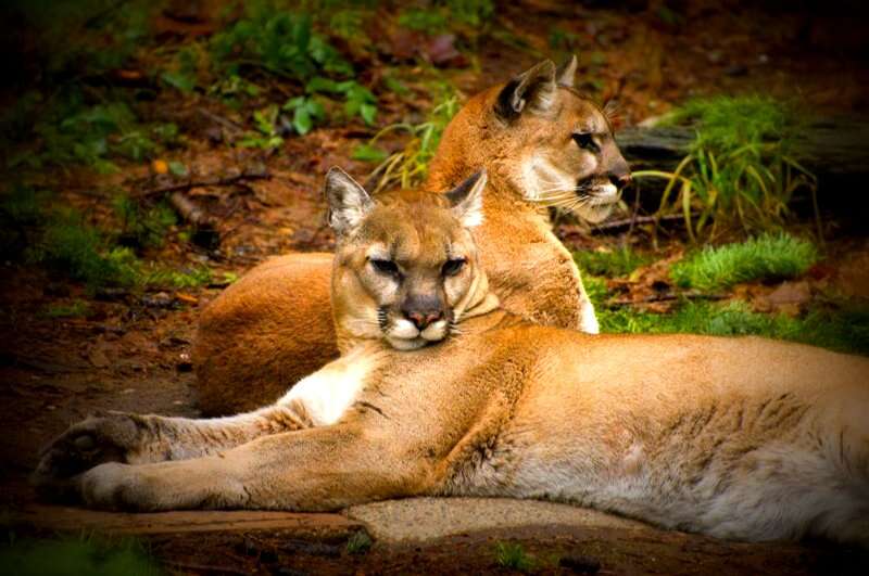 Image of Florida panther