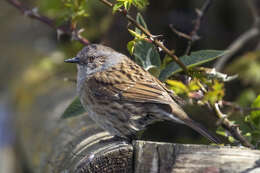 Image of Dunnock