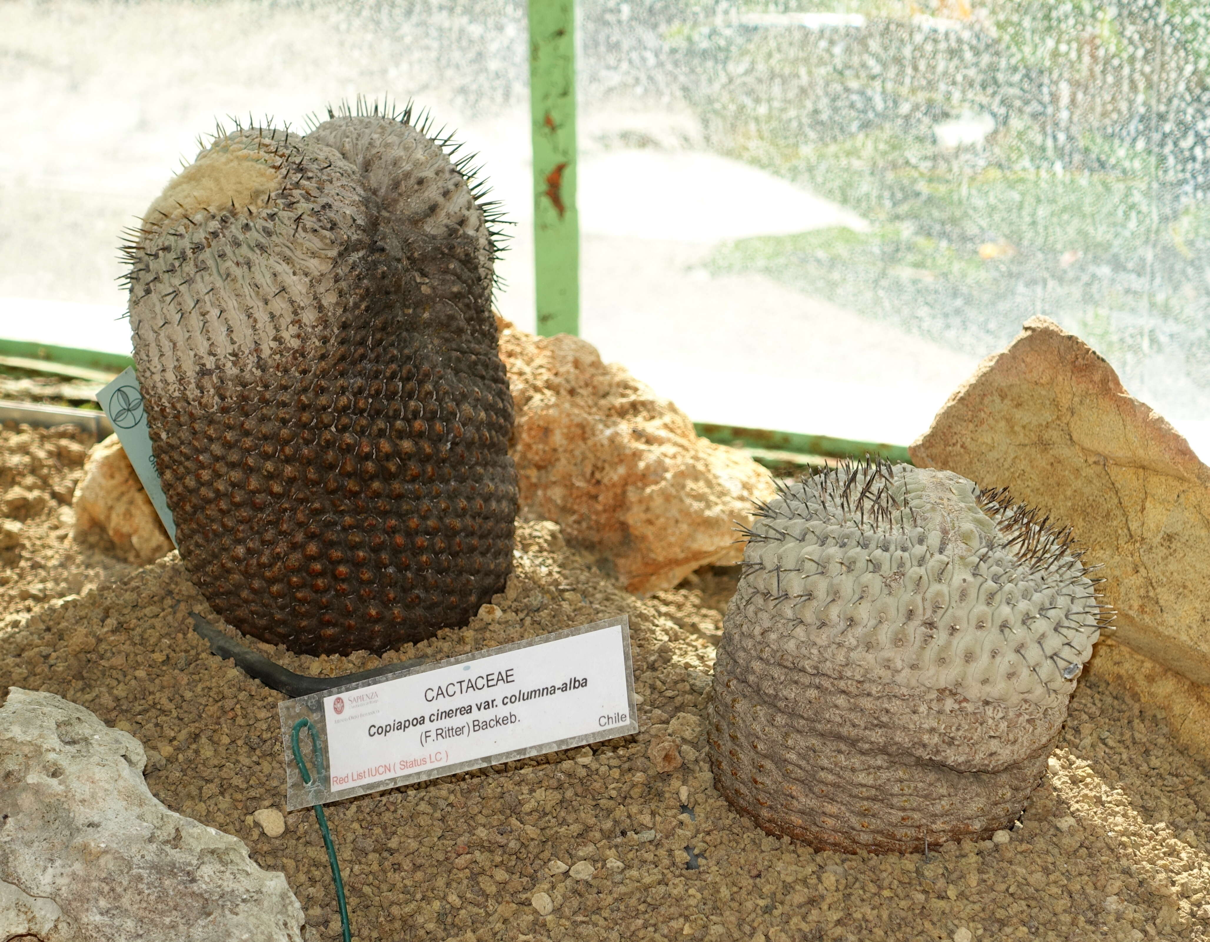 Image of Copiapoa cinerea (Phil.) Britton & Rose