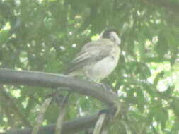 Image of Carolina Chickadee