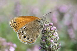 Plancia ëd Coenonympha glycerion