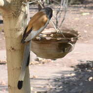 Image of Rufous Treepie