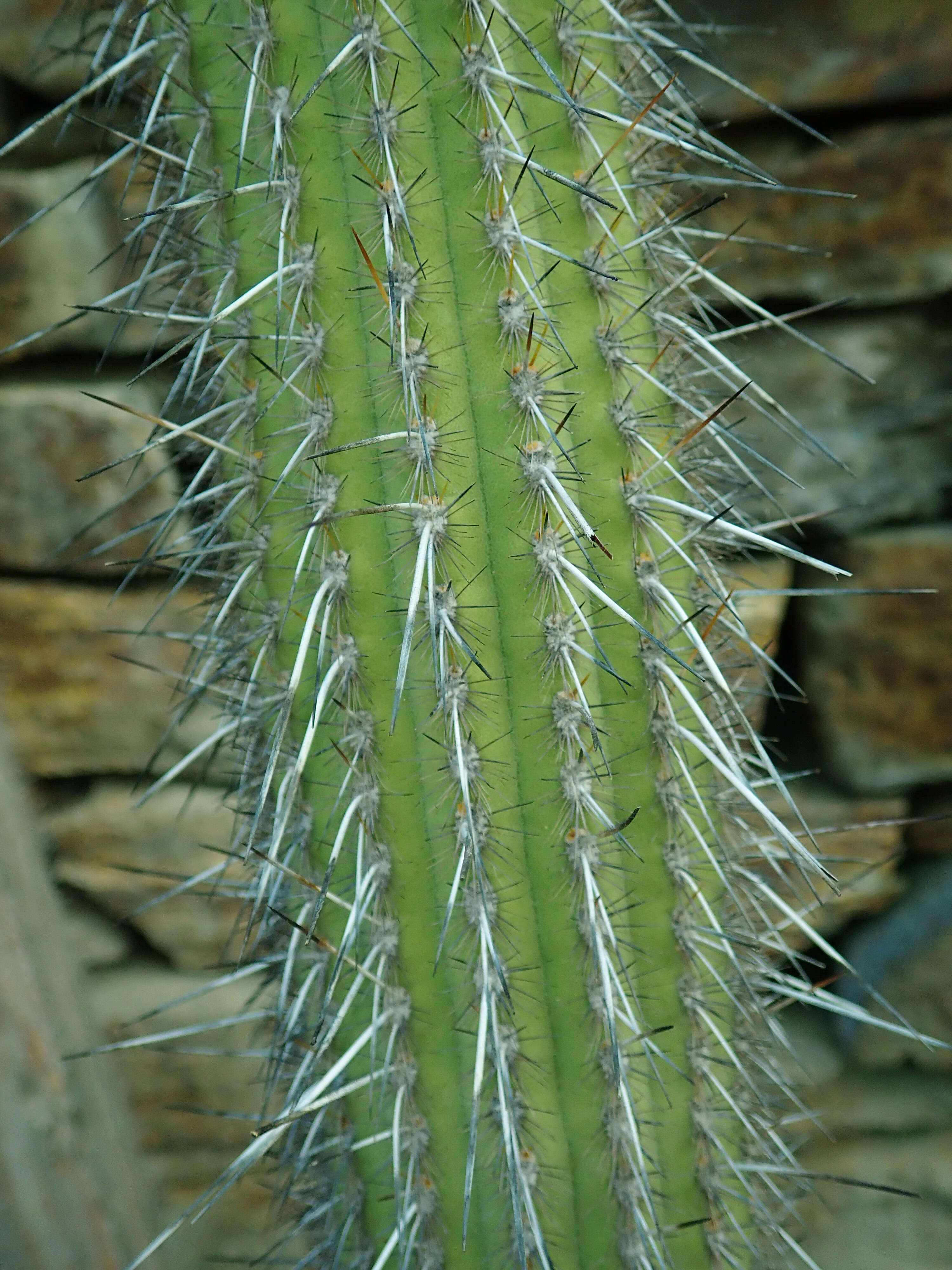 Image of Weberbauerocereus weberbaueri (K. Schum.) Backeb.