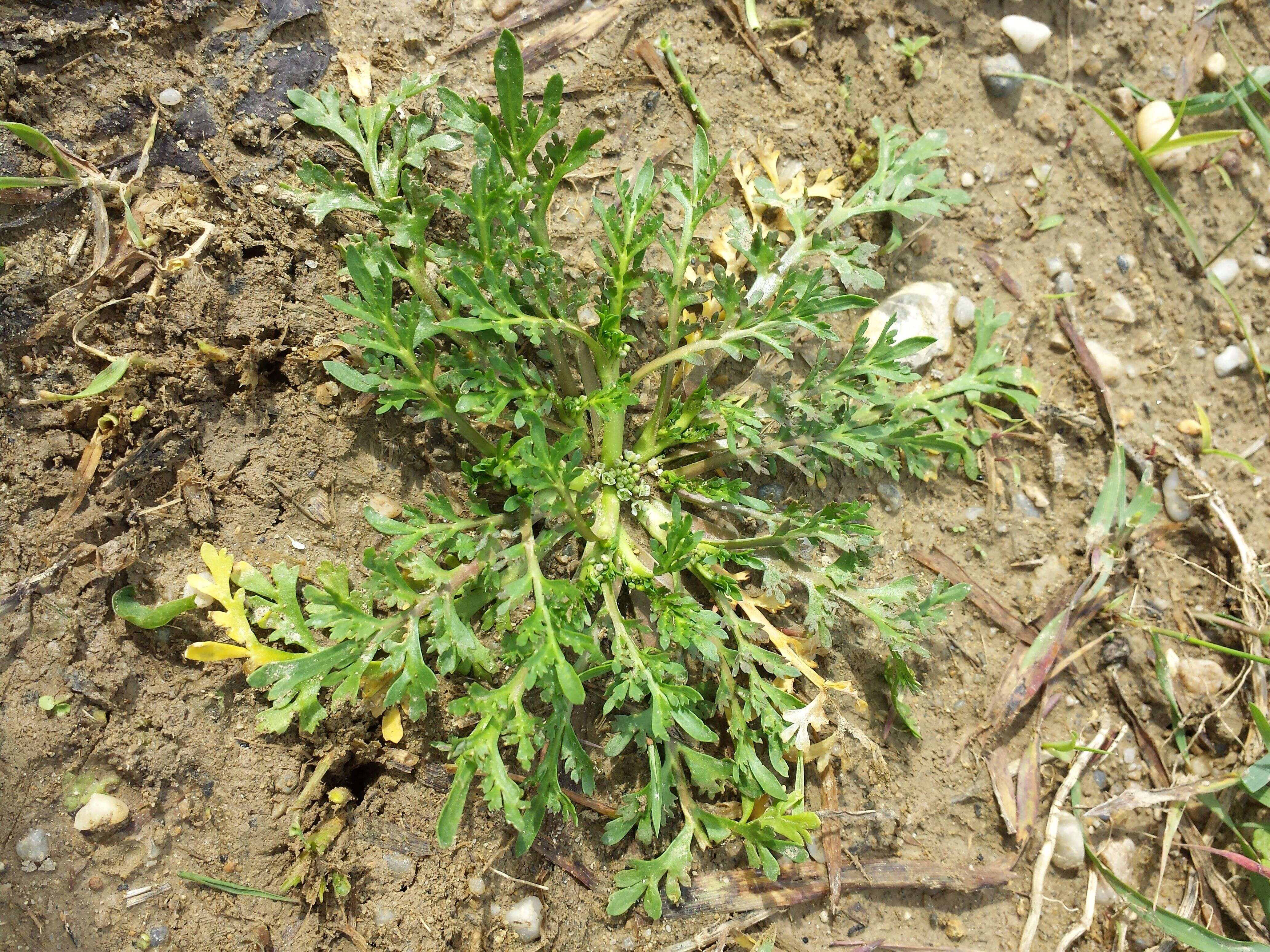 Image of Creeping Watercress