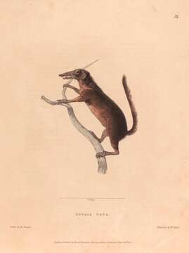 Image of Large Tree Shrew