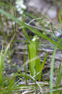 Image of Shining Ladies'-Tresses