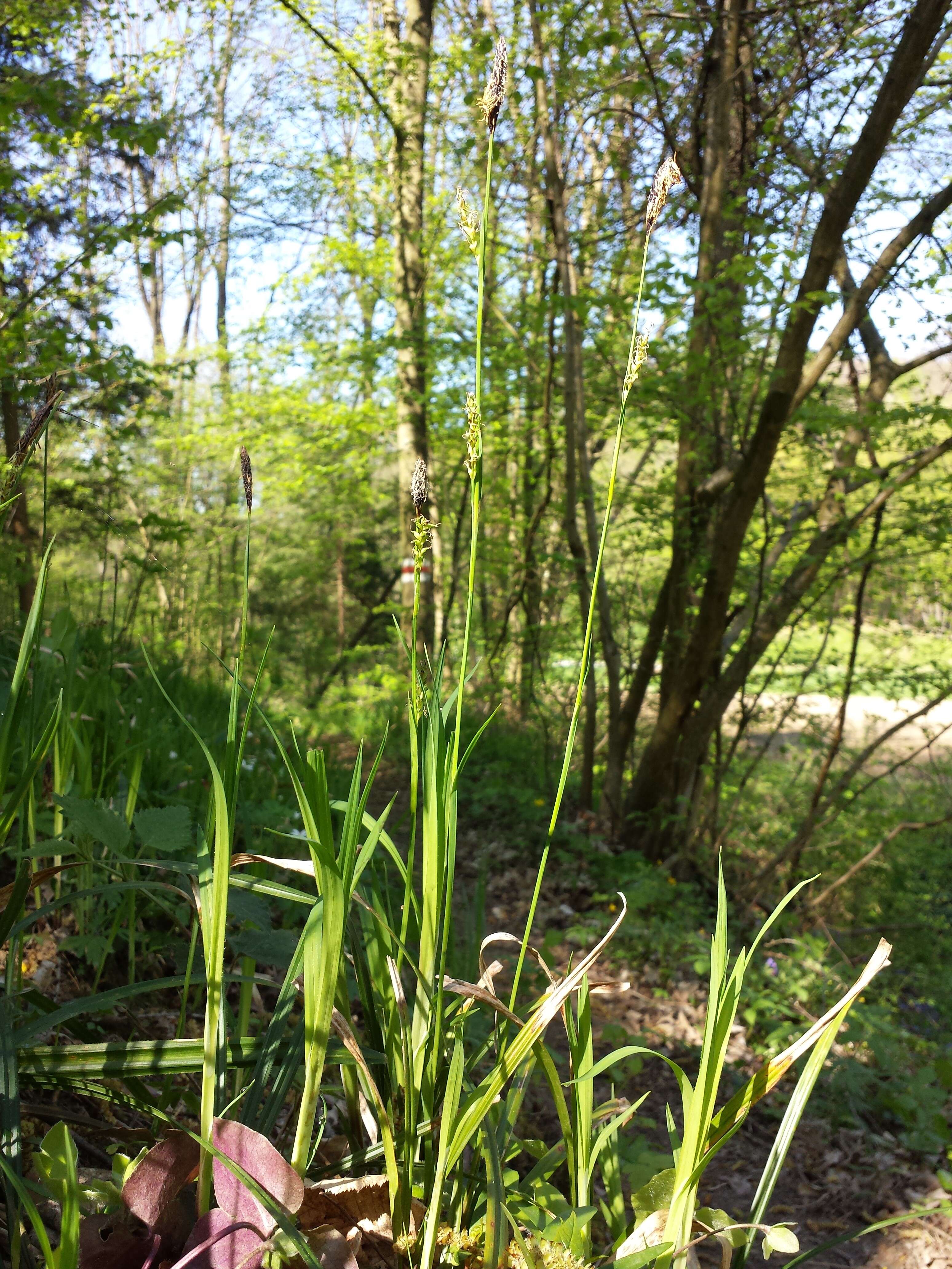 Image of Carex pilosa Scop.