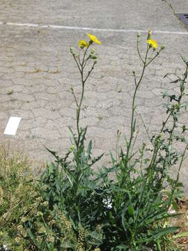 Image of field sowthistle