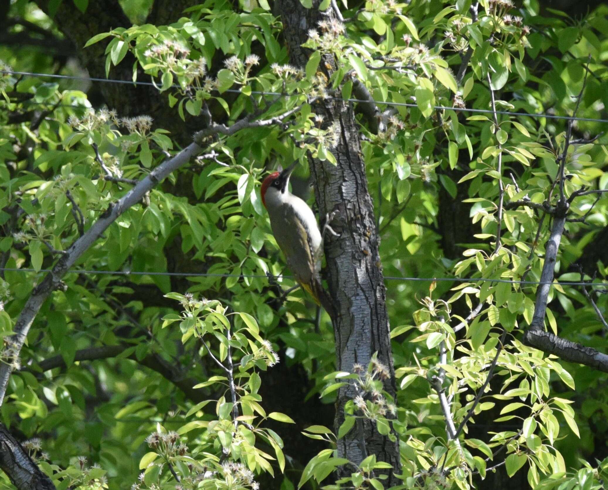 Image of Eurasian Green Woodpecker