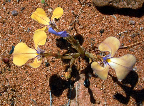 Plancia ëd Lobelia winifrediae Diels