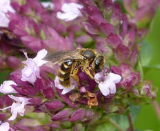 Plancia ëd Lasioglossum calceatum (Scopoli 1763)