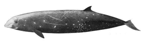 Image of Cuvier's Beaked Whale