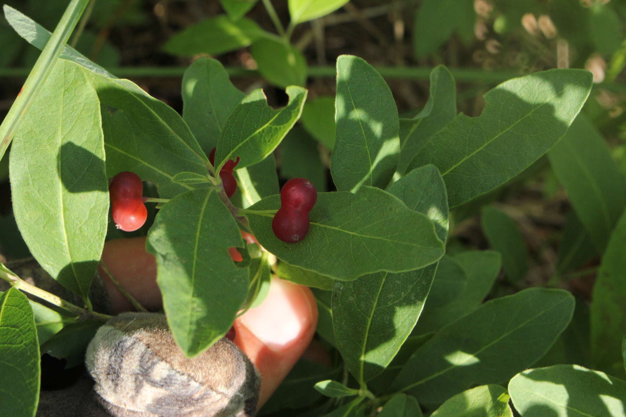 Слика од Lonicera oblongifolia (Goldie) Hook.