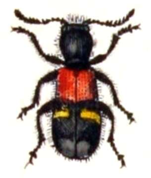 Image of Tillinae