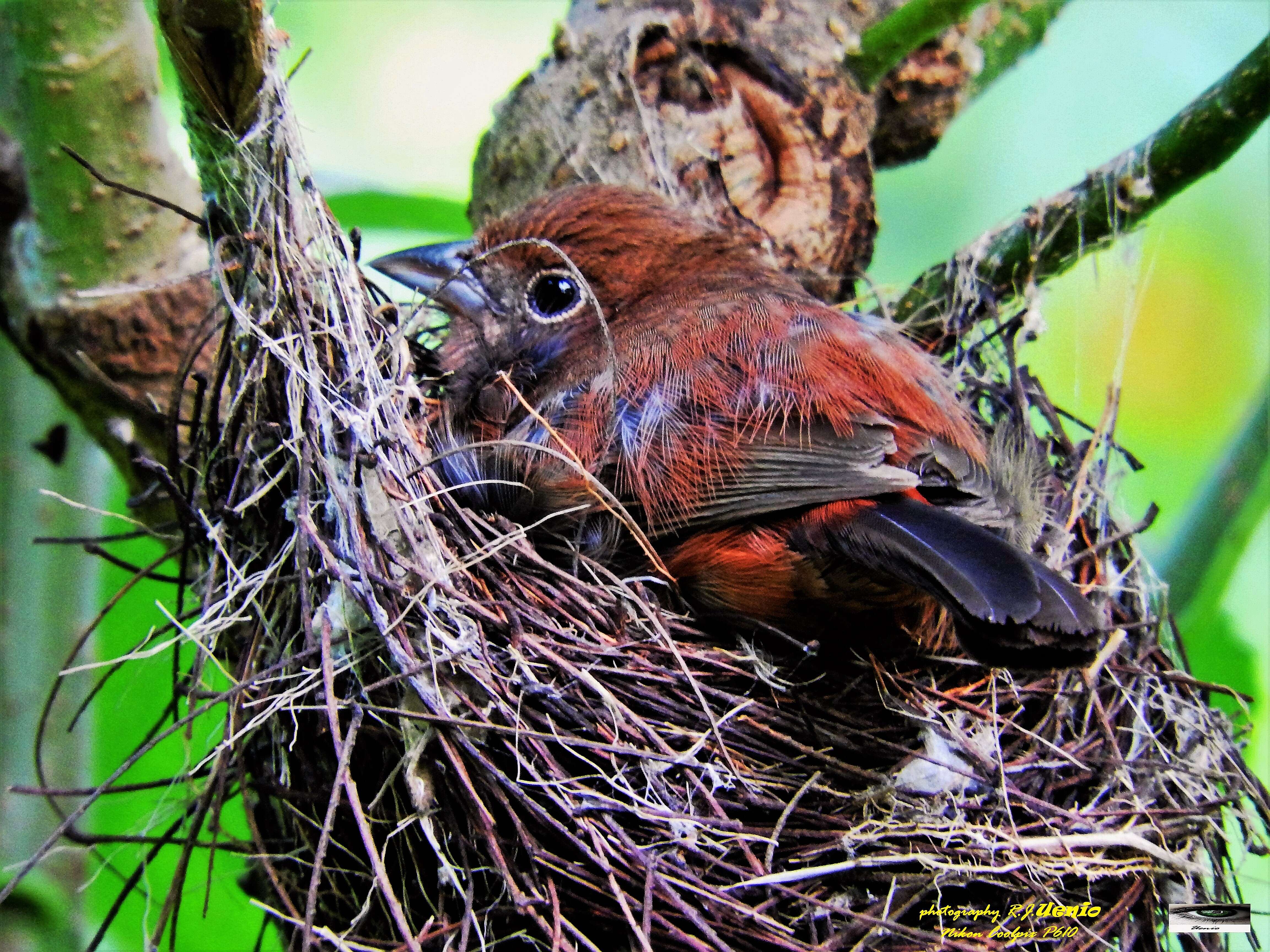 Image of Red Pileated Finch