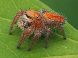 Image of Phidippus pius Scheffer 1905