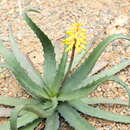 Sivun Aloe citrea (Guillaumin) L. E. Newton & G. D. Rowley kuva