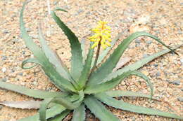 Aloe citrea (Guillaumin) L. E. Newton & G. D. Rowley resmi