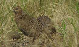 Image of Brown Quail