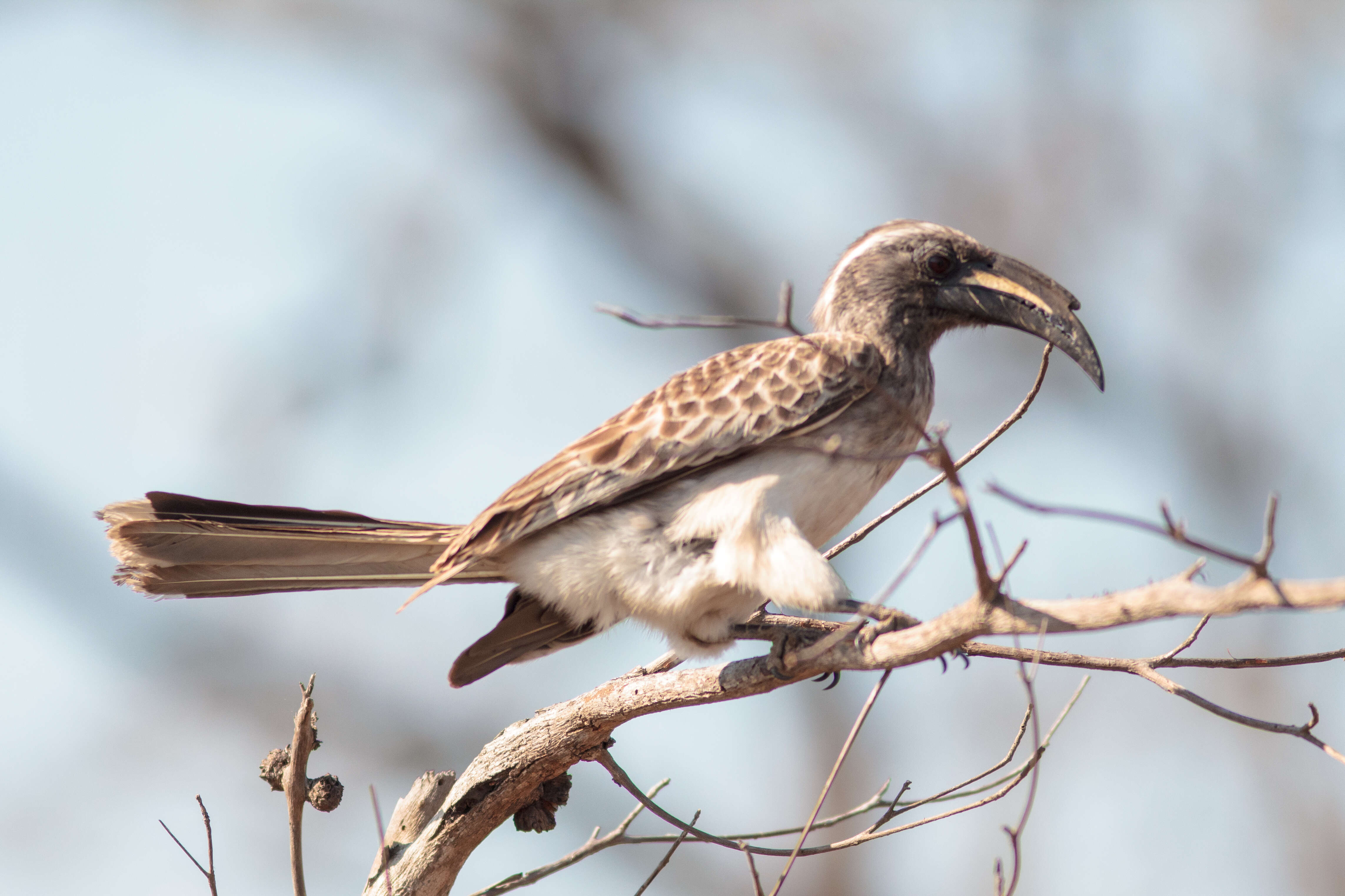 Image of African Grey Hornbill