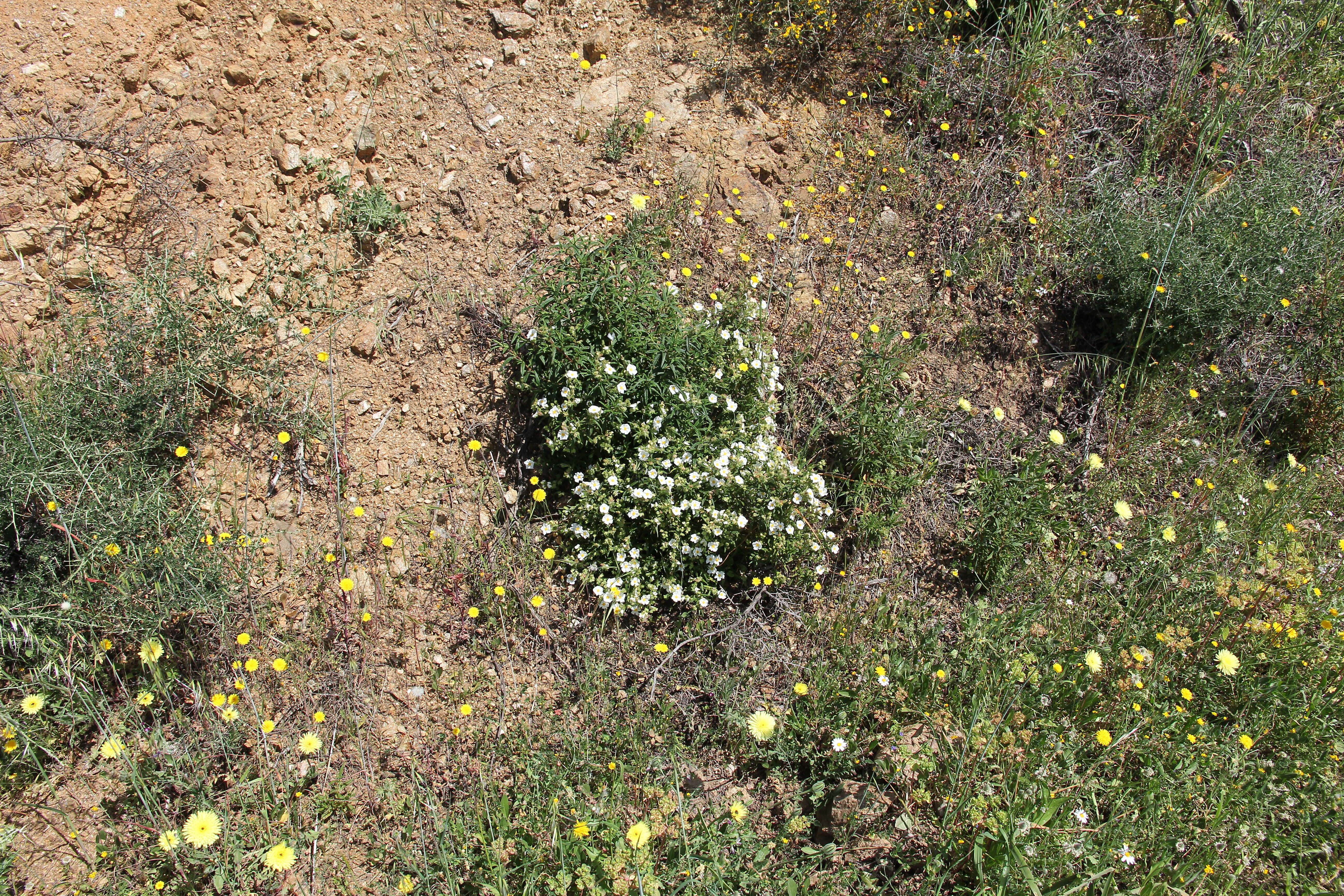 Imagem de Cistus monspeliensis L.