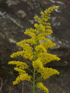 Imagem de Solidago altissima L.