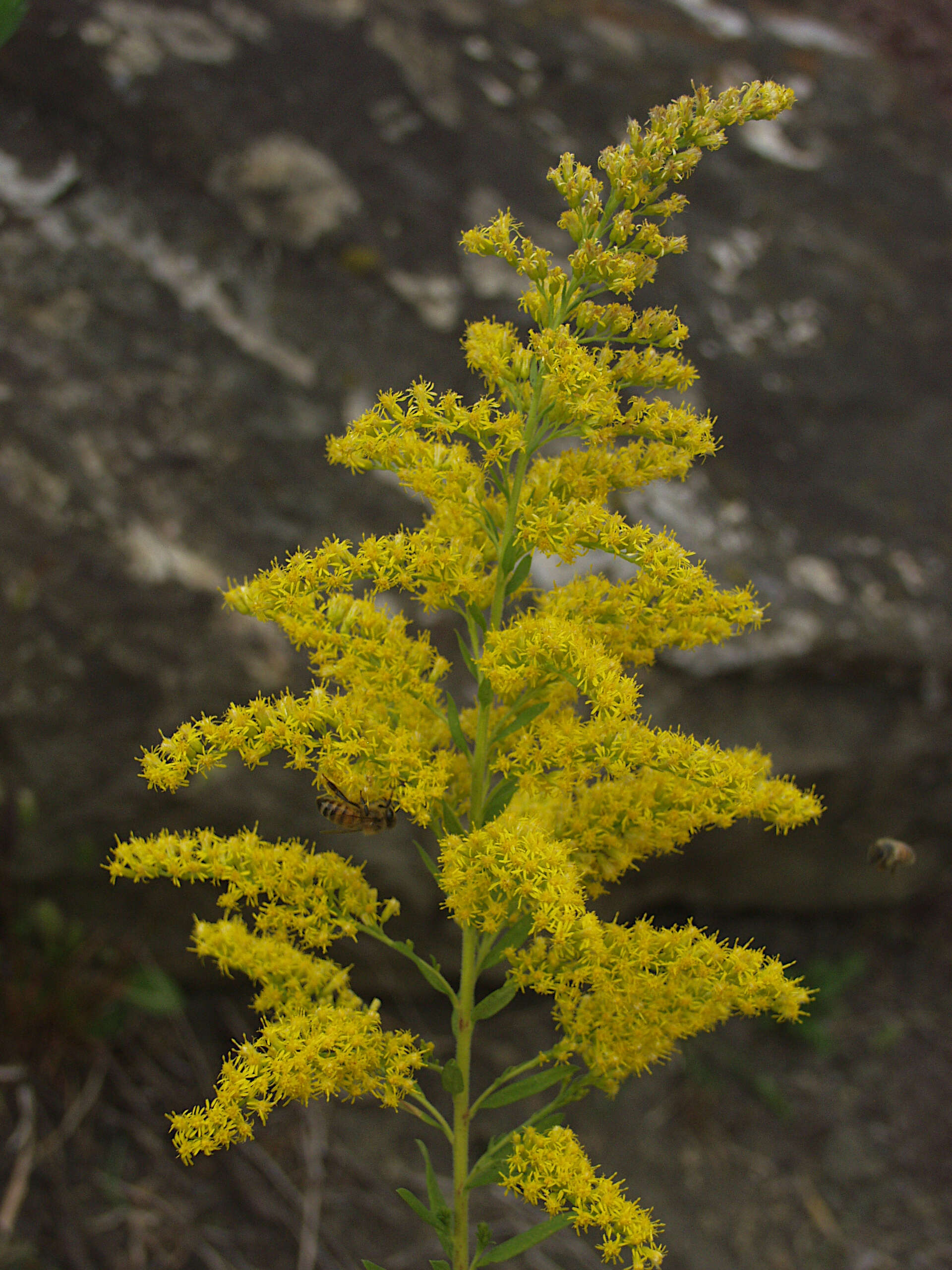 Imagem de Solidago altissima L.