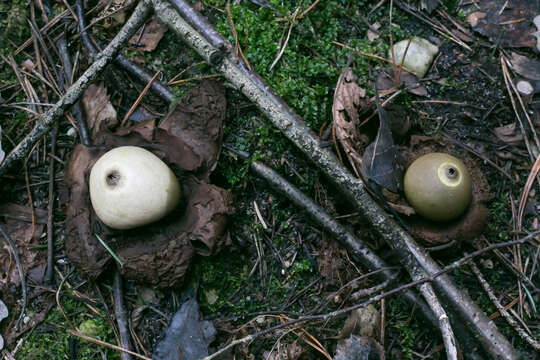 Plancia ëd Geastrum triplex Jungh. 1840