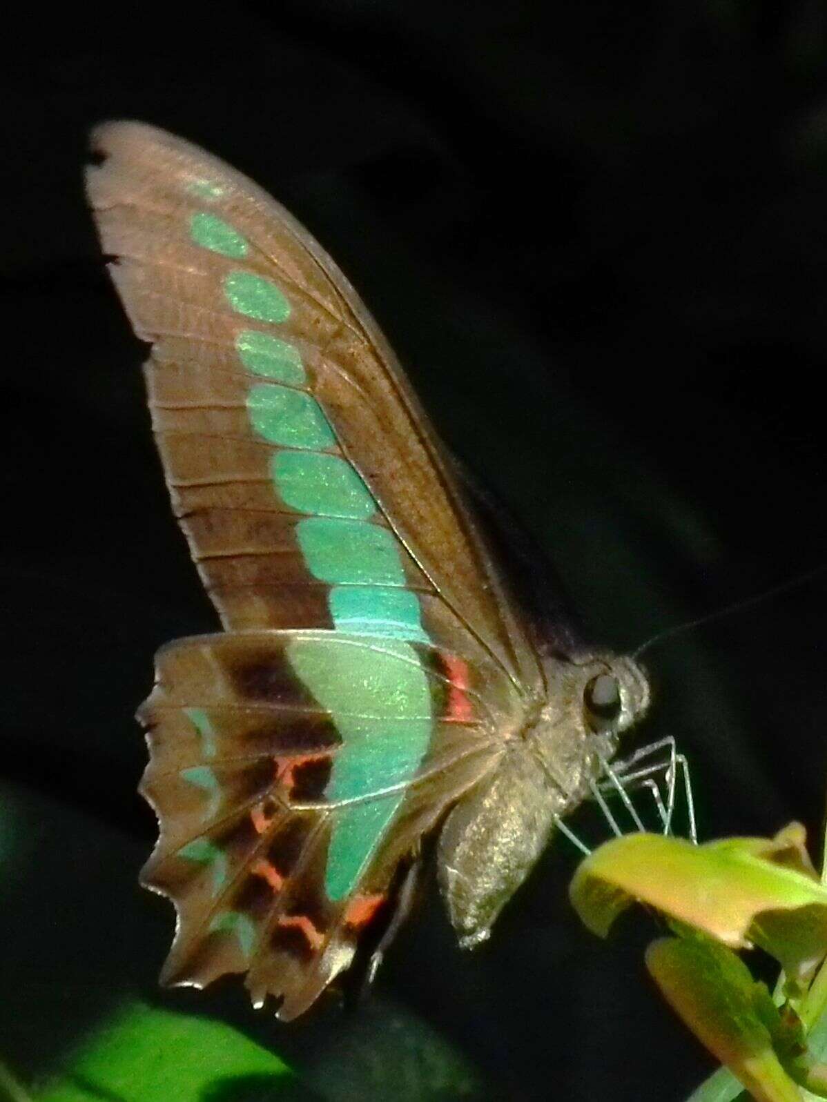 صورة Graphium sarpedon (Linnaeus 1758)