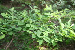 Image of northern spicebush