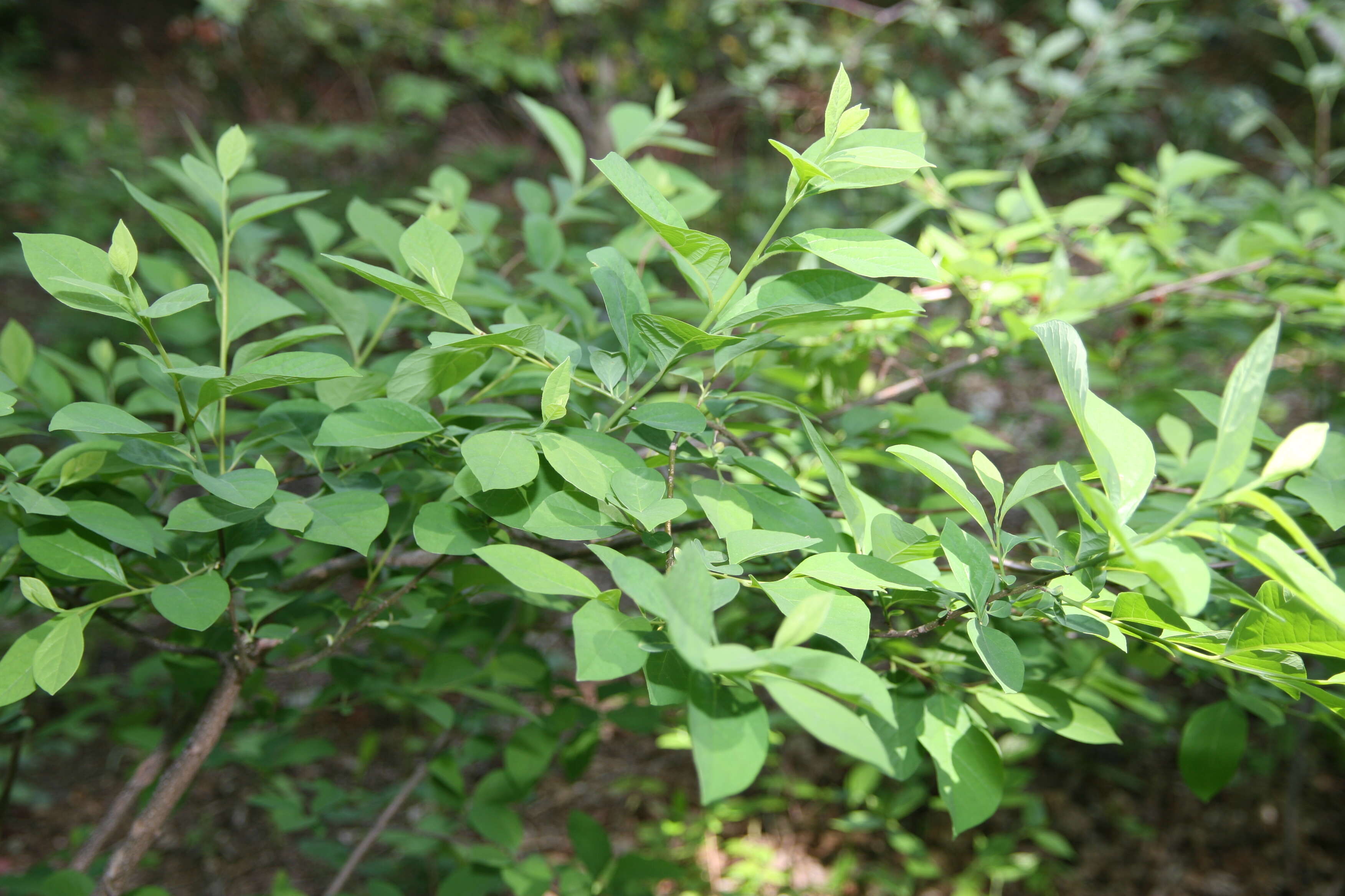 Image of northern spicebush