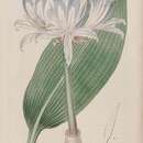 Image of Griffinia hyacinthina (Ker Gawl.) Ker Gawl.