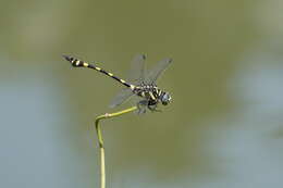 صورة Ictinogomphus rapax (Rambur 1842)