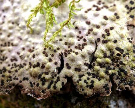 Image of Common toadskin lichen