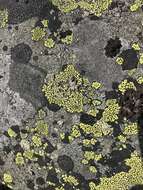 Image of Yellow map lichen;   World map lichen