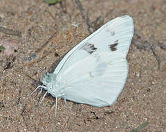 Image of Checkered White