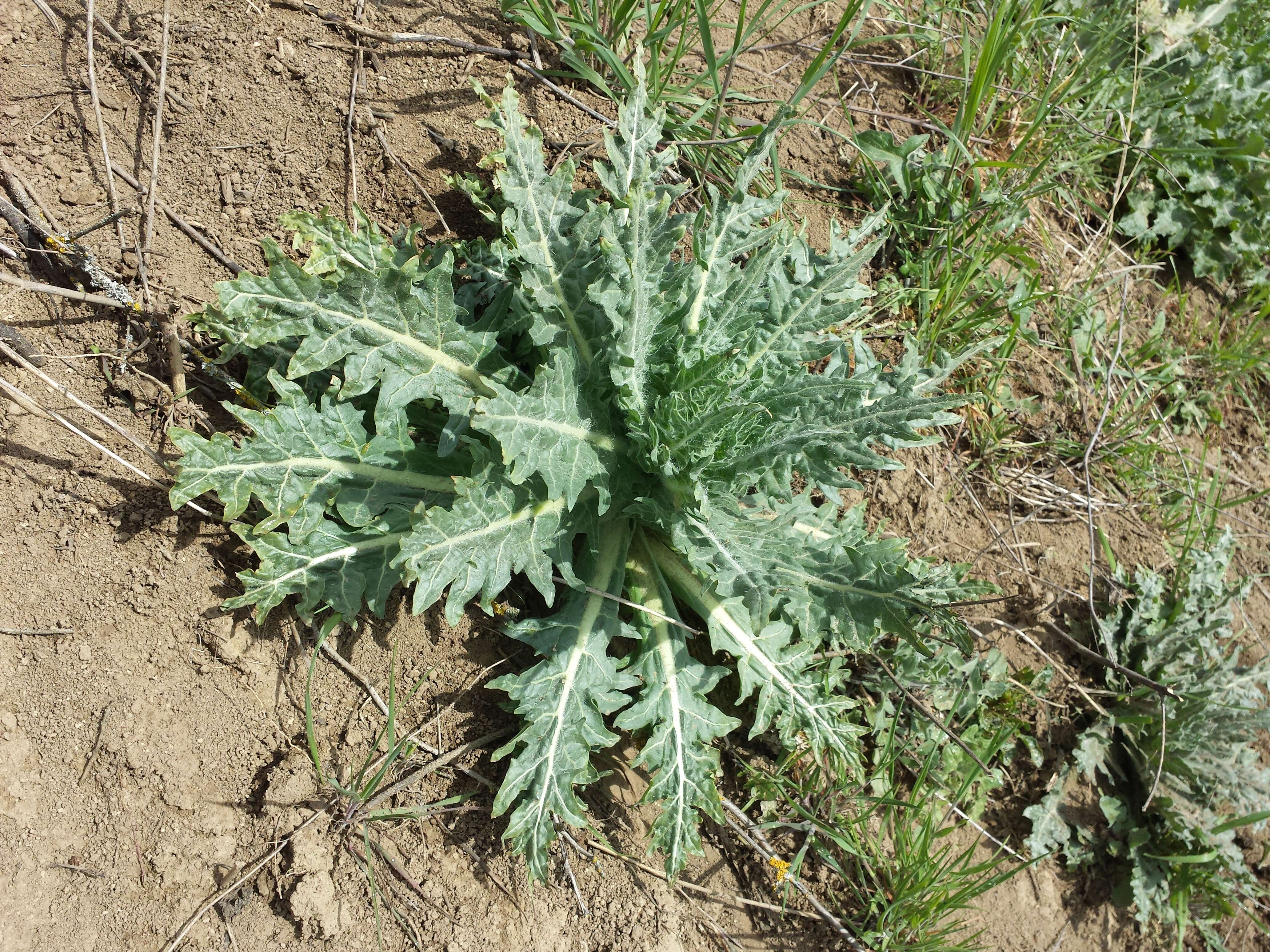 Image of black henbane