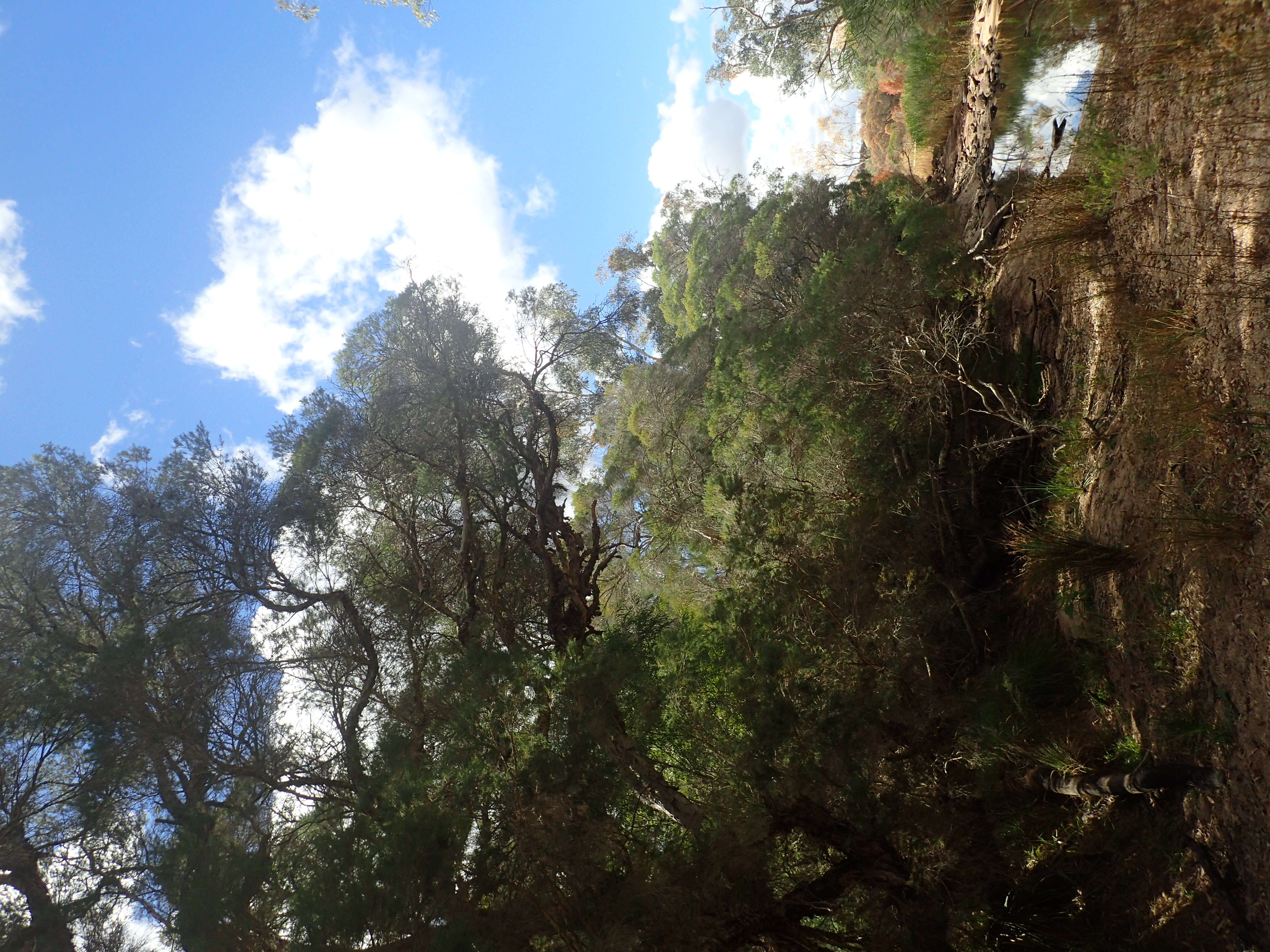 Image of Melaleuca trichostachya Lindl.