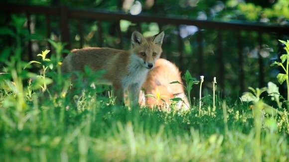 Imagem de Vulpes vulpes schrencki Kishida 1924