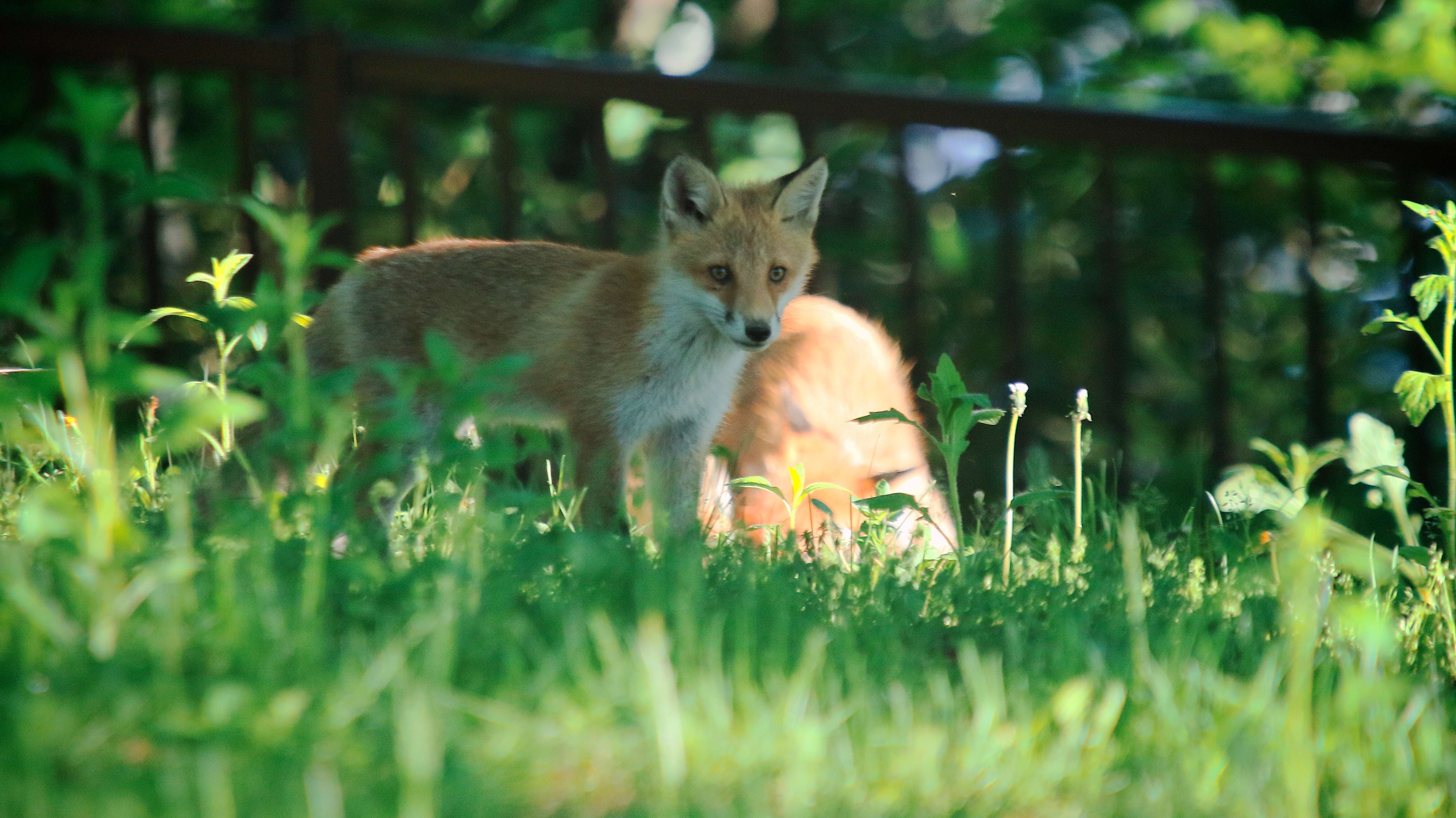 Image of Vulpes vulpes schrencki Kishida 1924