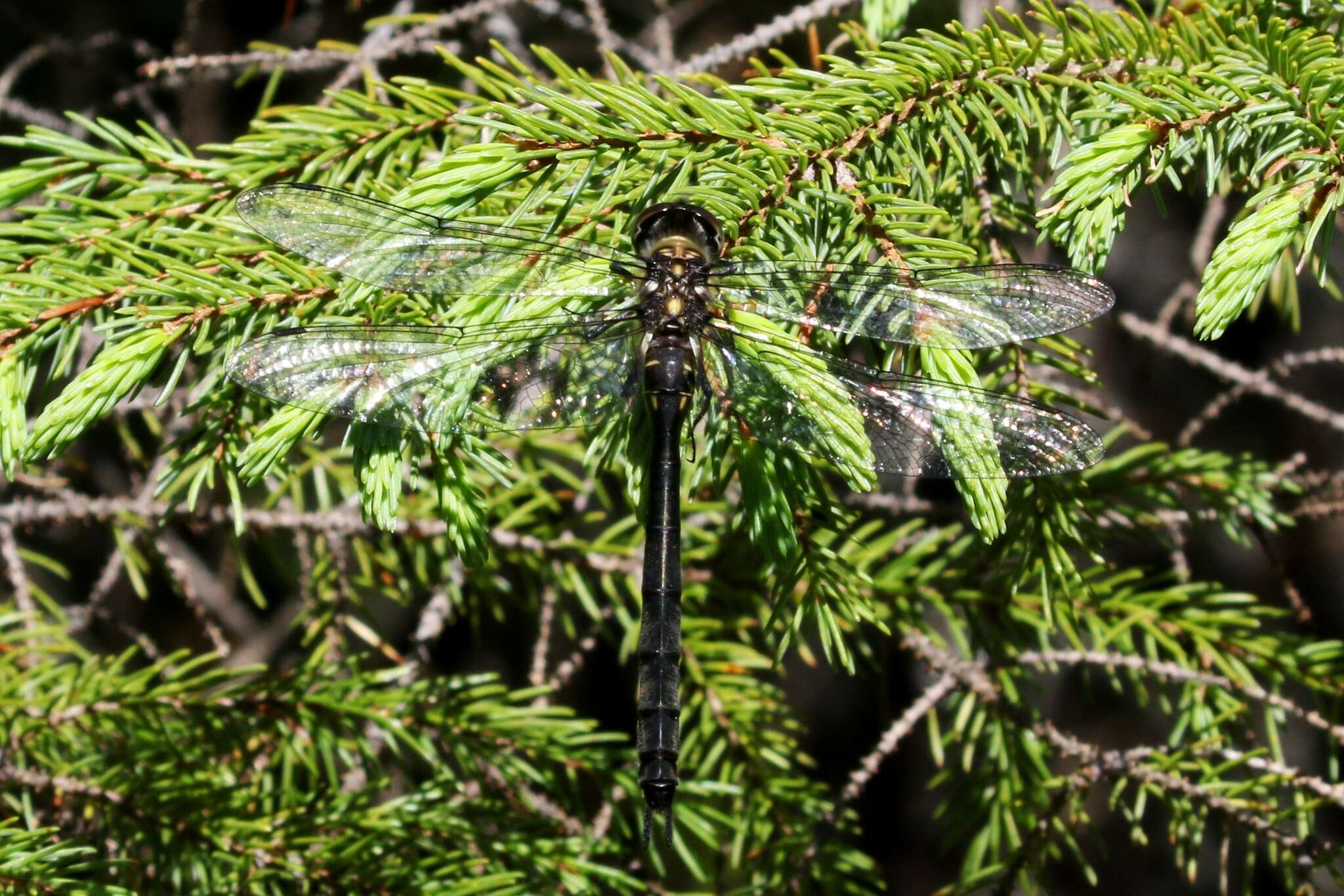 Image of Ski-tipped Emerald