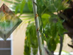 Image of Cuban Giant Anole